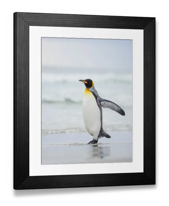 Framed Print : King Penguin on Falkland Islands Framed Print : King Penguin on Falkland Islands
