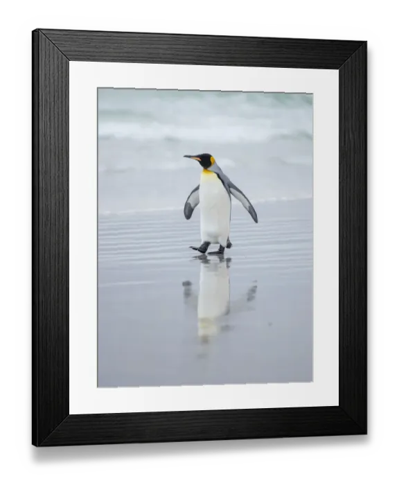 Framed Print : King Penguin on Falkland Islands Framed Print : King Penguin on Falkland Islands