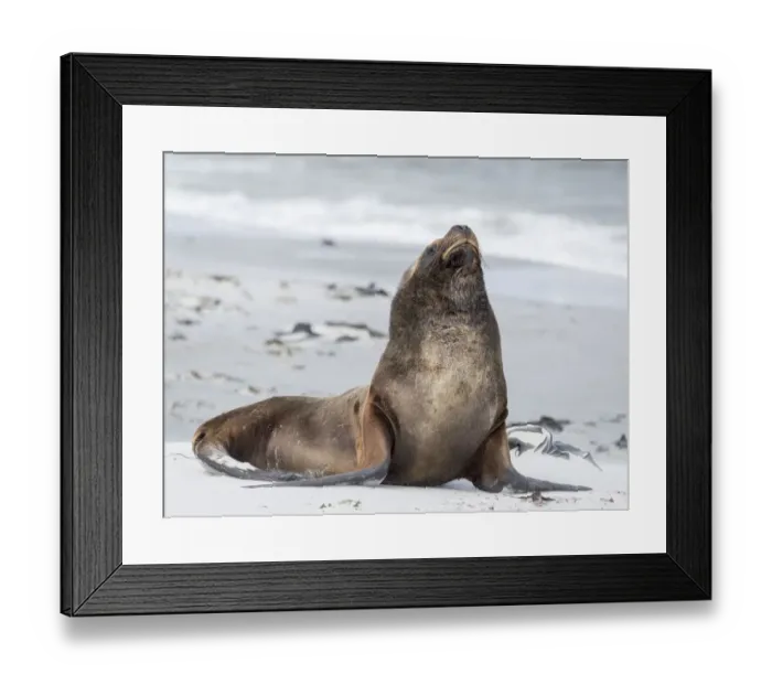 Framed Print : Young South American sea lion bull on sandy beach, Falkland Islands Framed Print : Young South American sea lion bull on sandy beach, Falkland Islands