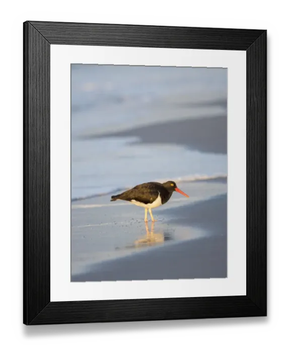 Framed Print : Magellanic Oystercatcher, Sea Lion Island, Falkland Islands Framed Print : Magellanic Oystercatcher, Sea Lion Island, Falkland Islands