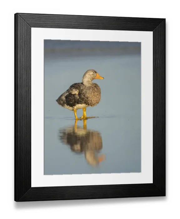 Framed Print : Falkland flightless steamer duck, endemic to the Falkland Islands. Male showing an orange Framed Print : Falkland flightless steamer duck, endemic to the Falkland Islands. Male showing an orange