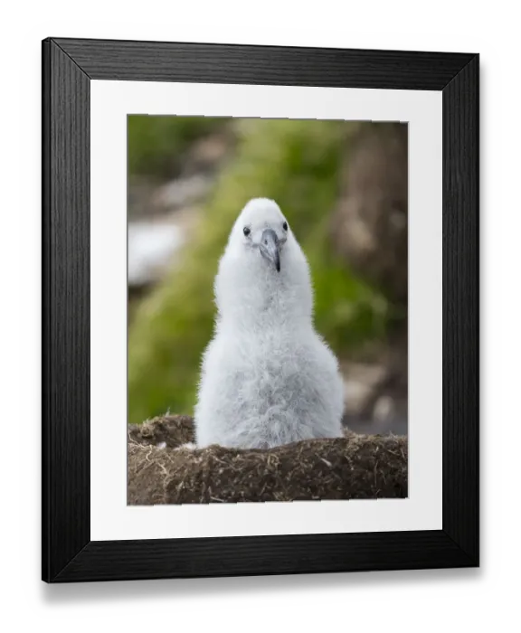 Framed Print : Black-browed albatross chick on tower-shaped nest, Falkland Islands Framed Print : Black-browed albatross chick on tower-shaped nest, Falkland Islands