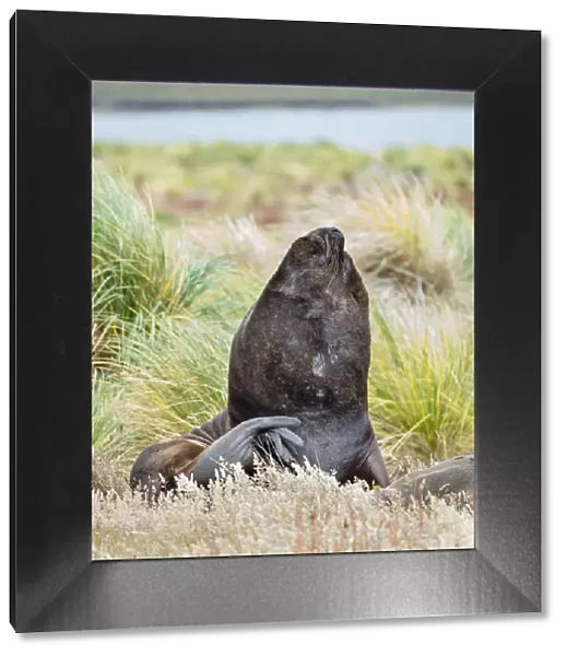 Bull and female Patagonian sea lion in tussock belt, Falkland Islands