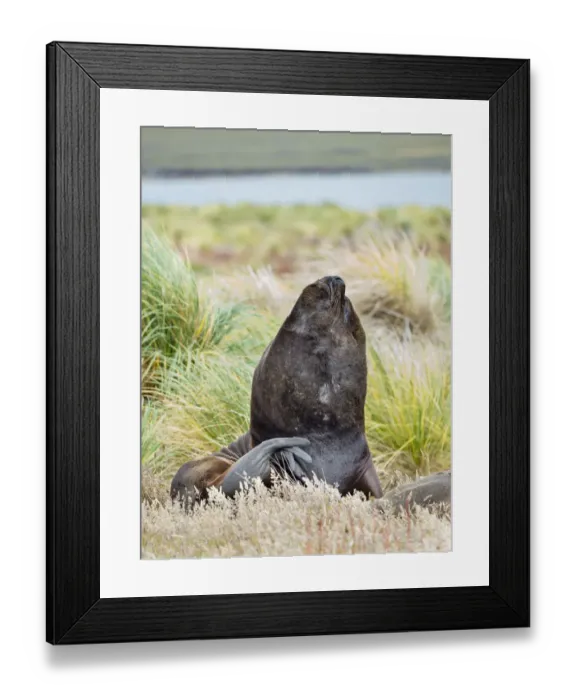 Framed Print : Bull and female Patagonian sea lion in tussock belt, Falkland Islands