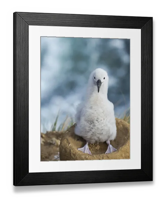 Framed Print : Black-browed albatross chick on tower-shaped nest, Falkland Islands Framed Print : Black-browed albatross chick on tower-shaped nest, Falkland Islands