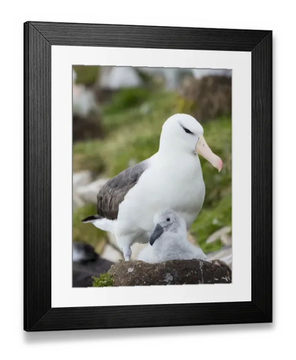 Framed Print : Adult and chick on tower-shaped nest. Black-browed albatross, Falkland Islands Framed Print : Adult and chick on tower-shaped nest. Black-browed albatross, Falkland Islands