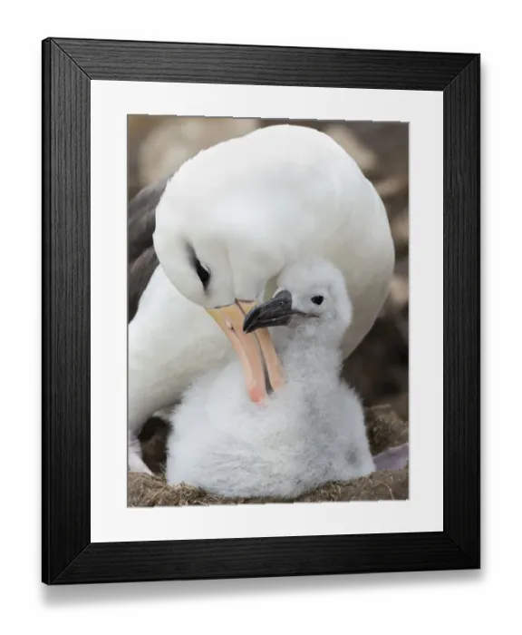 Framed Print : Adult and chick on tower-shaped nest. Black-browed albatross, Falkland Islands Framed Print : Adult and chick on tower-shaped nest. Black-browed albatross, Falkland Islands