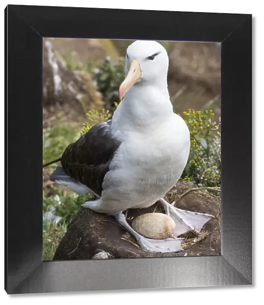 Adult black-browed albatross with egg on tower-shaped nest, Falkland Islands