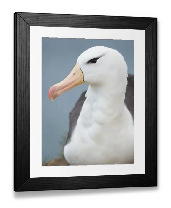 Framed Print : Black-browed albatross, Falkland Islands Framed Print : Black-browed albatross, Falkland Islands