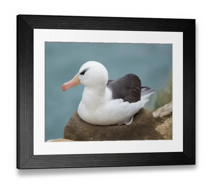 Framed Print : Adult brooding on tower-shaped nest. Black-browed albatross, Falkland Islands Framed Print : Adult brooding on tower-shaped nest. Black-browed albatross, Falkland Islands