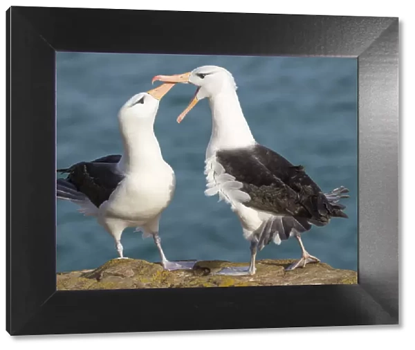 Black-browed albatross, typical courtship and greeting behavior, Falkland Islands