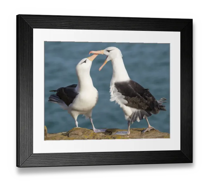 Framed Print : Black-browed albatross, typical courtship and greeting behavior, Falkland Islands Framed Print : Black-browed albatross, typical courtship and greeting behavior, Falkland Islands