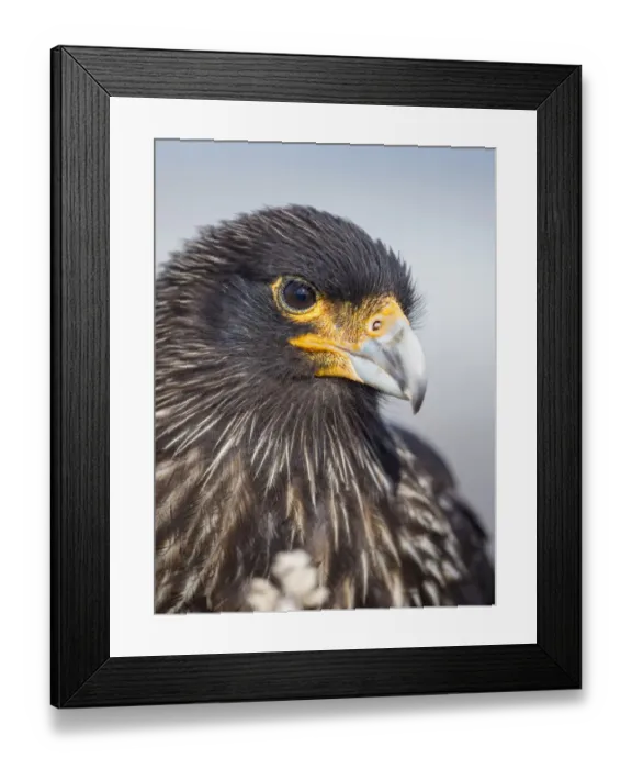 Framed Print : Adult striated caracara, protected, endemic to the Falkland Islands Framed Print : Adult striated caracara, protected, endemic to the Falkland Islands