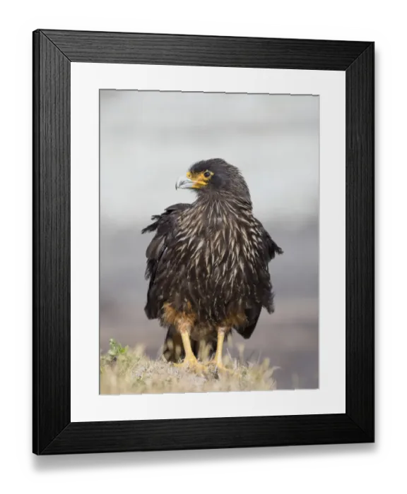 Framed Print : Adult striated caracara, protected, endemic to the Falkland Islands Framed Print : Adult striated caracara, protected, endemic to the Falkland Islands