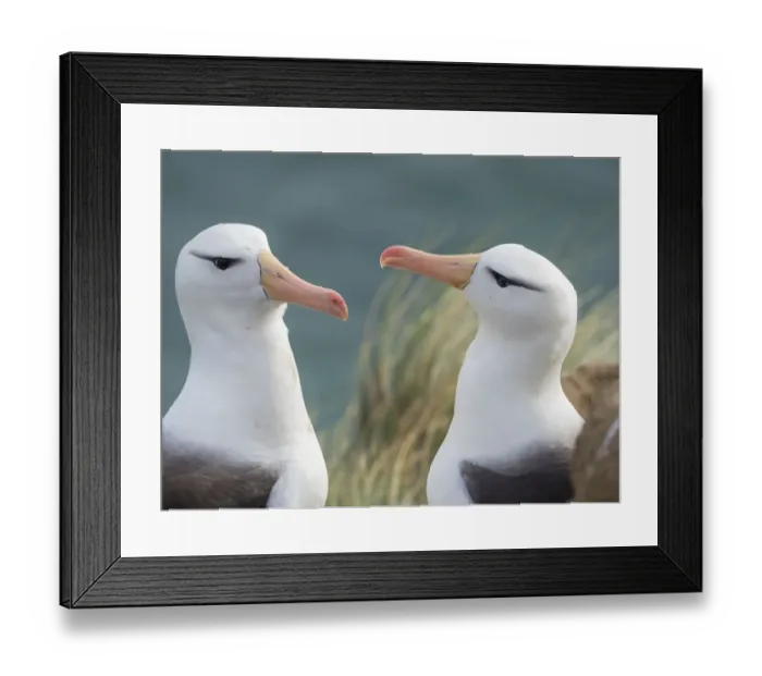 Framed Print : Black-browed albatross, typical courtship and greeting behavior, Falkland Islands