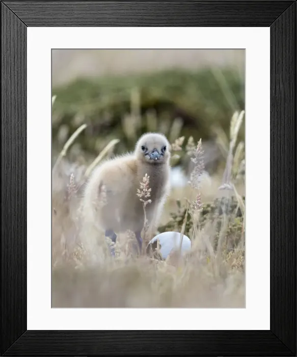 Framed Print : Falkland Skua chick, Falkland Islands Framed Print : Falkland Skua chick, Falkland Islands