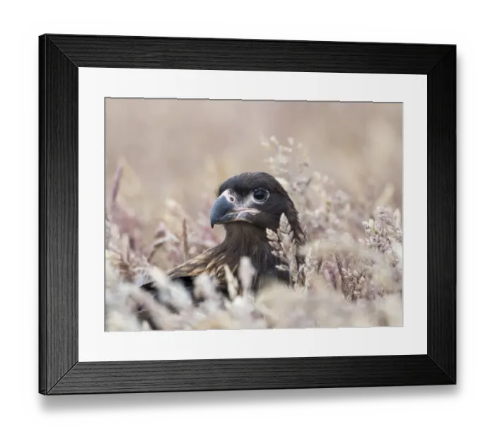 Framed Print : Juvenile striated caracara, protected, endemic to the Falkland Islands Framed Print : Juvenile striated caracara, protected, endemic to the Falkland Islands