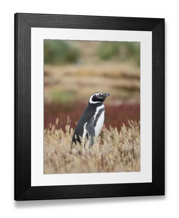 Framed Print : Magellanic Penguin, Falkland Islands Framed Print : Magellanic Penguin, Falkland Islands