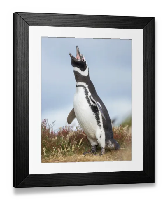 Framed Print : Magellanic Penguin, Falkland Islands Framed Print : Magellanic Penguin, Falkland Islands