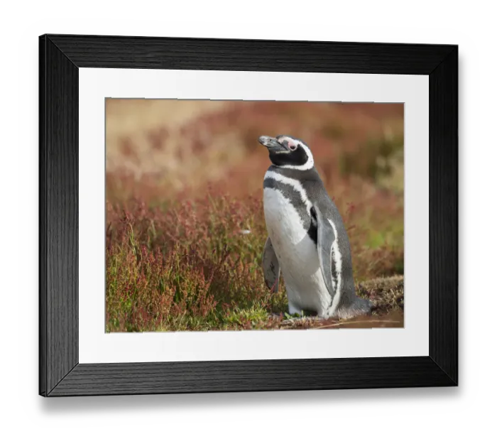 Framed Print : Magellanic Penguin, Falkland Islands Framed Print : Magellanic Penguin, Falkland Islands