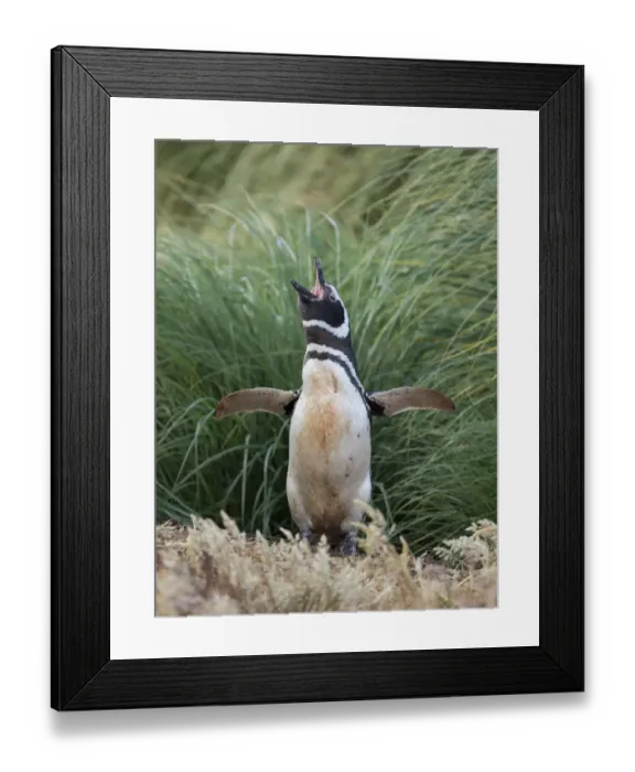 Framed Print : Magellanic Penguin, Falkland Islands Framed Print : Magellanic Penguin, Falkland Islands