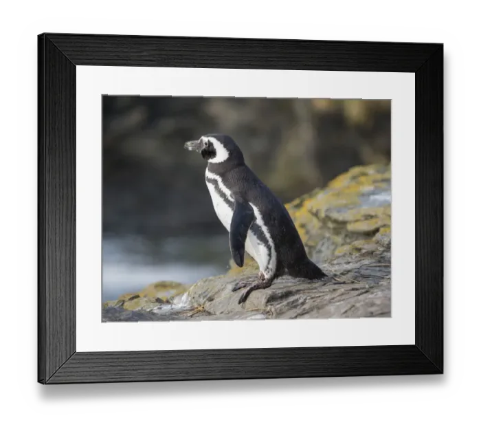 Framed Print : Magellanic Penguin, Falkland Islands Framed Print : Magellanic Penguin, Falkland Islands