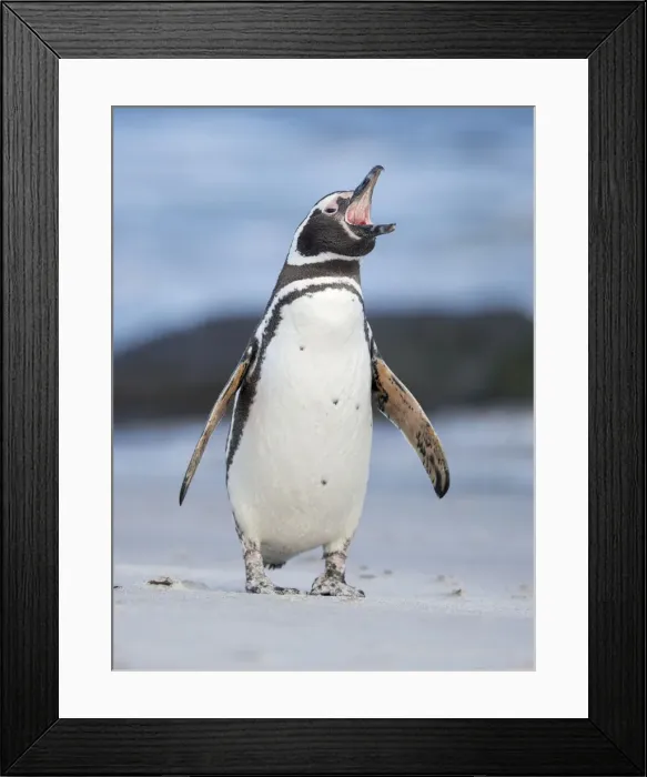 Framed Print : Magellanic Penguin, Falkland Islands Framed Print : Magellanic Penguin, Falkland Islands