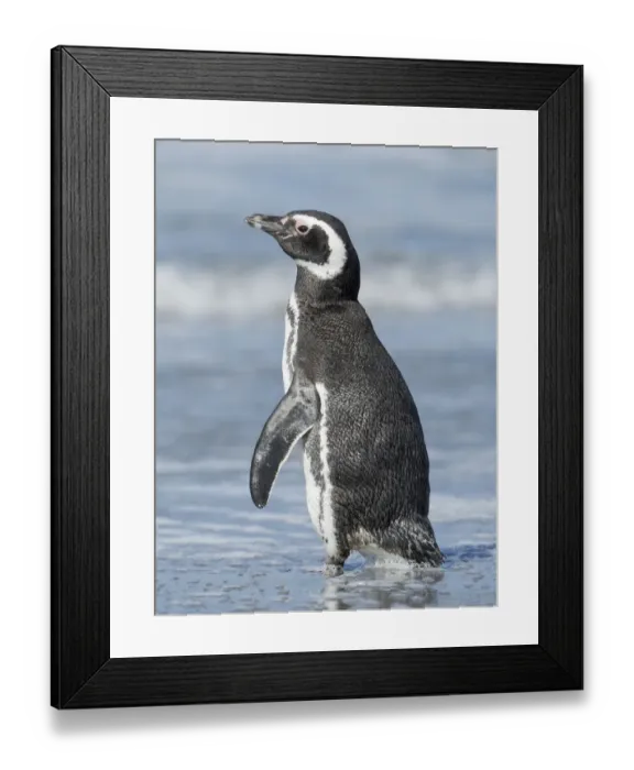 Framed Print : Magellanic Penguin, Falkland Islands Framed Print : Magellanic Penguin, Falkland Islands