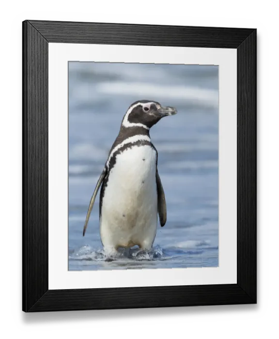 Framed Print : Magellanic Penguin, Falkland Islands Framed Print : Magellanic Penguin, Falkland Islands