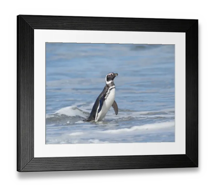 Framed Print : Magellanic Penguin, Falkland Islands Framed Print : Magellanic Penguin, Falkland Islands