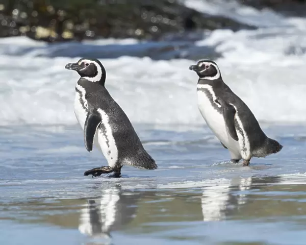 Magellanic Penguin, Falkland Islands