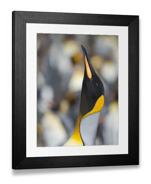 Framed Print : King Penguin, Falkland Islands Framed Print : King Penguin, Falkland Islands