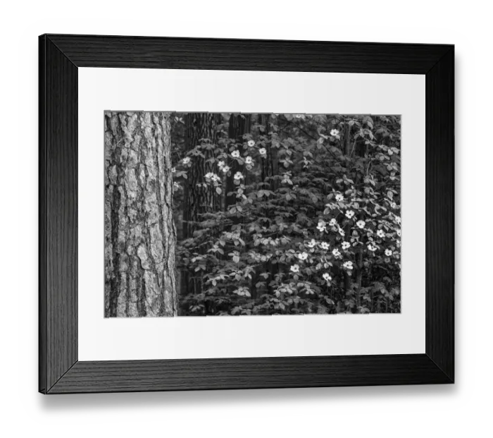 Framed Print : USA, California, Yosemite, Dogwoods Framed Print : USA, California, Yosemite, Dogwoods