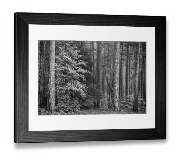 Framed Print : USA, California, Yosemite, Dogwoods