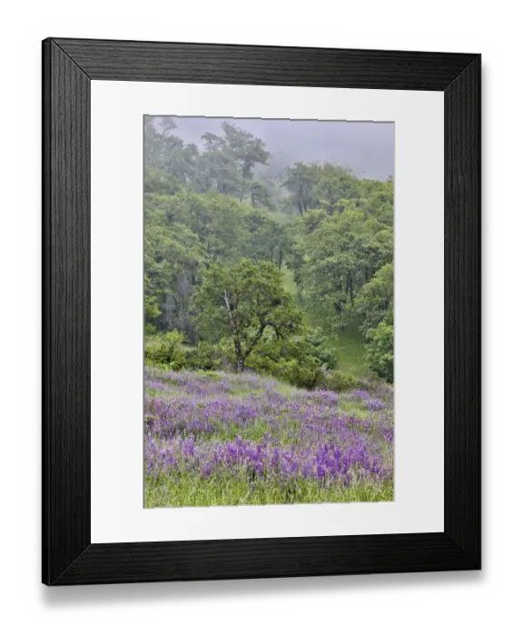 Framed Print : Lupine and oak trees in fog Bald Hills, Redwoods National Park, California Framed Print : Lupine and oak trees in fog Bald Hills, Redwoods National Park, California