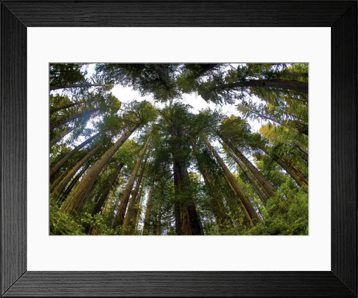 Framed Print : Looking up into grove of redwoods, Del Norte Coast Redwoods State Park, California