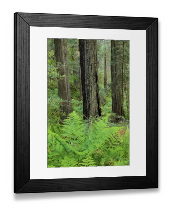 Framed Print : Grove of redwoods, Damnation Creek Trail, Del Norte Coast Redwoods State Park, California Framed Print : Grove of redwoods, Damnation Creek Trail, Del Norte Coast Redwoods State Park, California