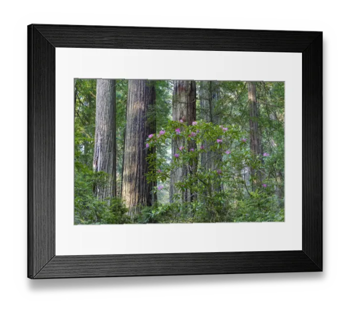 Framed Print : Rhododendrons blooming, Del Norte Coast Redwoods State Park, California Framed Print : Rhododendrons blooming, Del Norte Coast Redwoods State Park, California