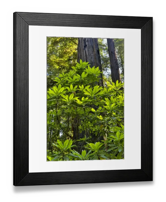 Framed Print : Rhododendrons in Stout Grove, Jedediah Smith Redwoods State Park, Northern California Framed Print : Rhododendrons in Stout Grove, Jedediah Smith Redwoods State Park, Northern California