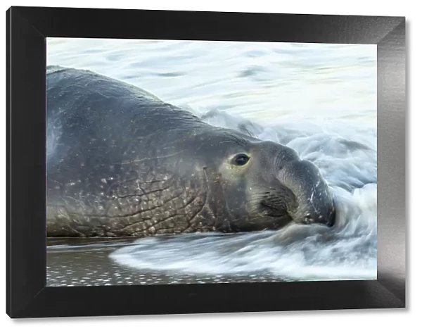USA, California, San Luis Obispo County. Northern elephant seal male in ocean surf