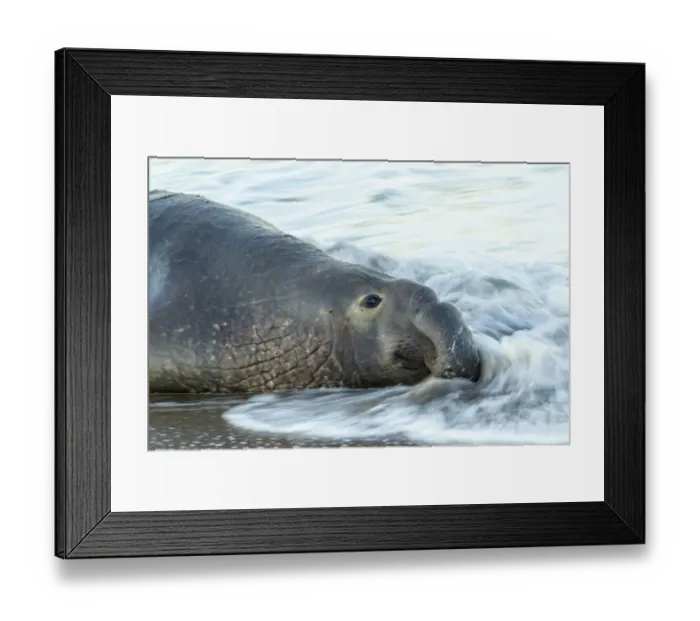 Framed Print : USA, California, San Luis Obispo County. Northern elephant seal male in ocean surf Framed Print : USA, California, San Luis Obispo County. Northern elephant seal male in ocean surf