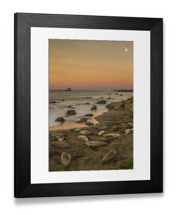 Framed Print : USA, California, San Luis Obispo County. Northern elephant seal rookery on beach. Credit as Framed Print : USA, California, San Luis Obispo County. Northern elephant seal rookery on beach. Credit as