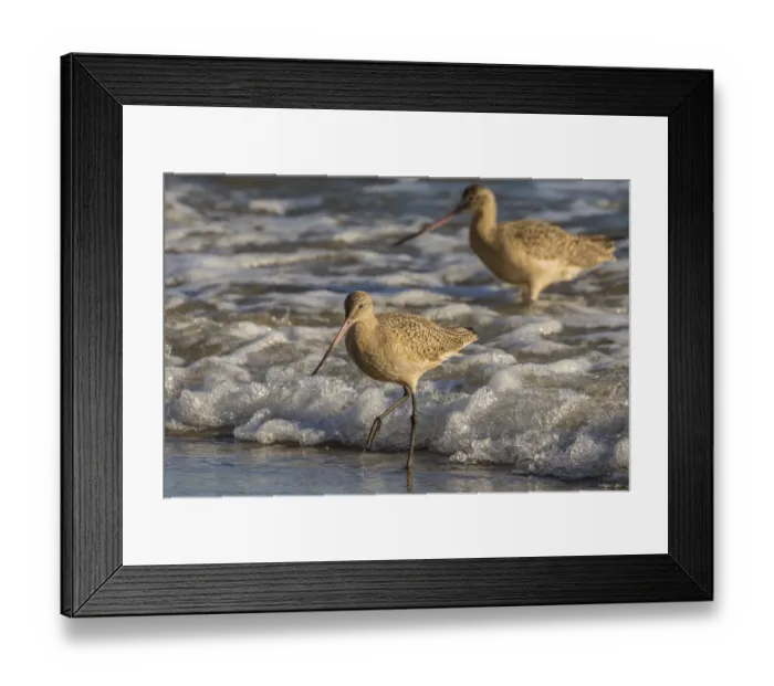 Framed Print : USA, California, San Luis Obispo County. Marbled godwits feeding in surf. Credit as