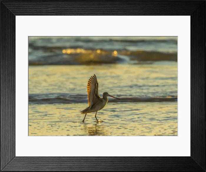Framed Print : USA, California, San Luis Obispo County. Marbled godwit stretches wings at sunset Framed Print : USA, California, San Luis Obispo County. Marbled godwit stretches wings at sunset