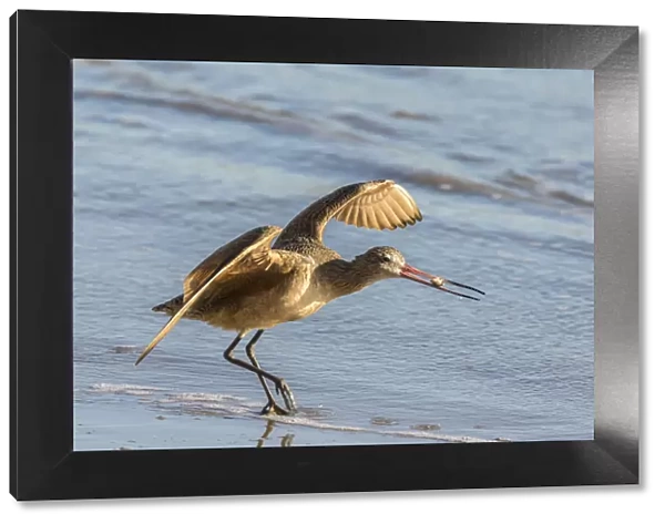 USA, California, San Luis Obispo County. Marbled godwit taking flight with food. Credit as