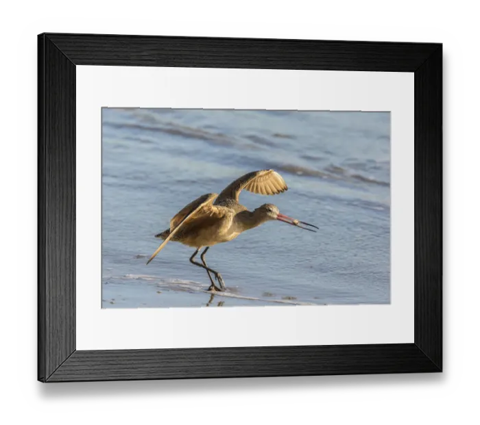 Framed Print : USA, California, San Luis Obispo County. Marbled godwit taking flight with food. Credit as