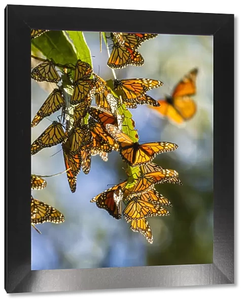 USA, California, San Luis Obispo County. Clustering monarch butterflies on branches
