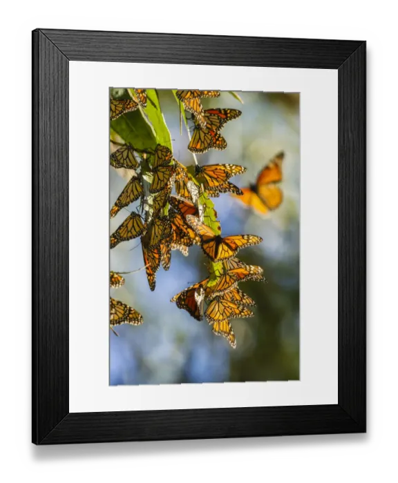 Framed Print : USA, California, San Luis Obispo County. Clustering monarch butterflies on branches