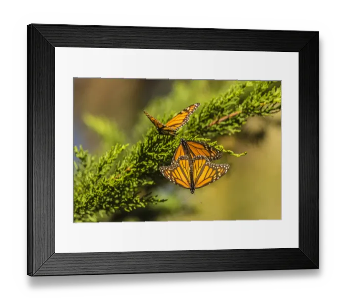 Framed Print : USA, California, San Luis Obispo County. Monarch butterflies on branch. Credit as Framed Print : USA, California, San Luis Obispo County. Monarch butterflies on branch. Credit as