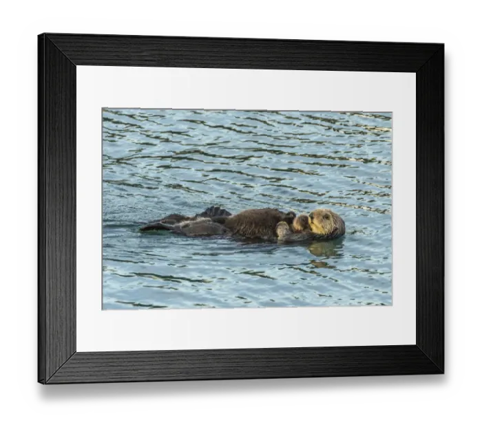 Framed Print : USA, California, San Luis Obispo County. Sea otter mom and pup